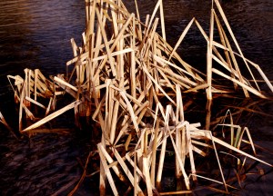 Reeds